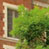 digital edit a brick building in the city with a gree in front