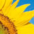 digital edit of sunflowers on a partially cloudy day