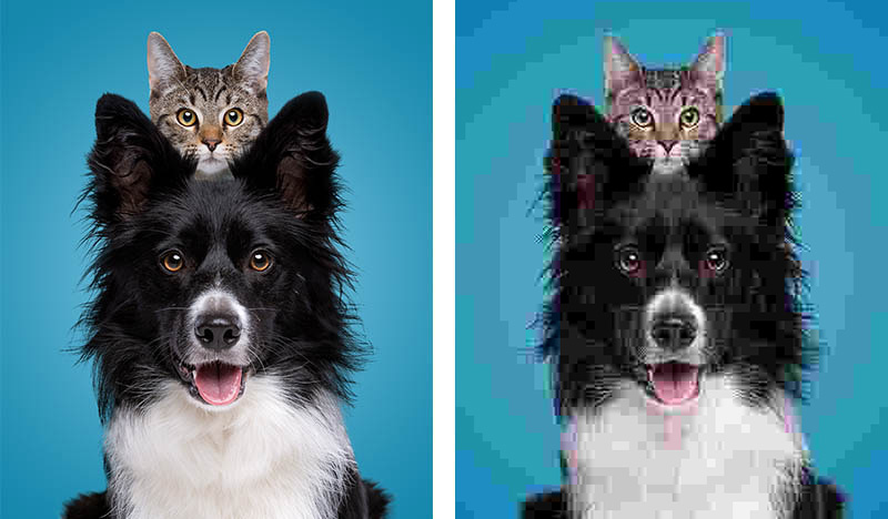JPEG Compression jpeg compression example side by side with high quality image that uses an image of a cat on a dogs head