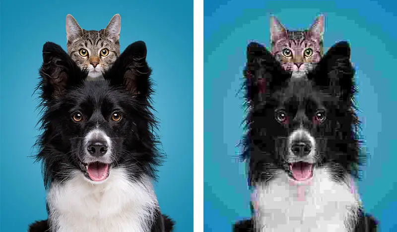 jpeg compression example side by side with high quality image that uses an image of a cat on a dogs head