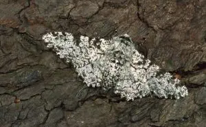 scientific photo of a peppered moth