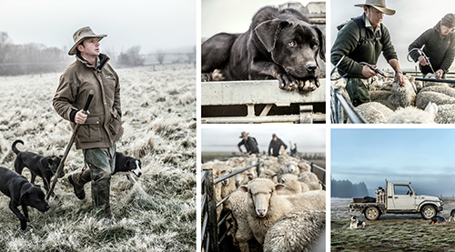 Sheep Herding Collage Sheep Herding Collage