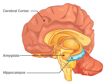 Areas of the Brain Areas of the Brain